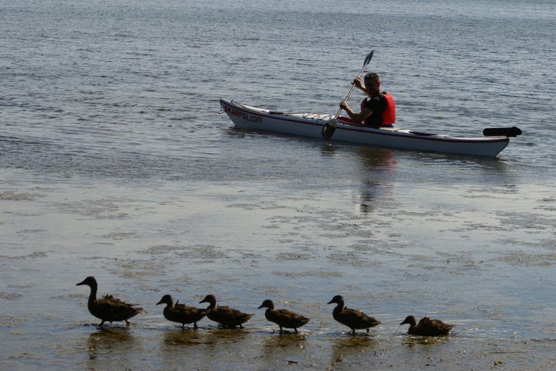 Pierwsze kroki na morzu
Szkiery, Szwecja
pkt:58
Kinga Kępa
