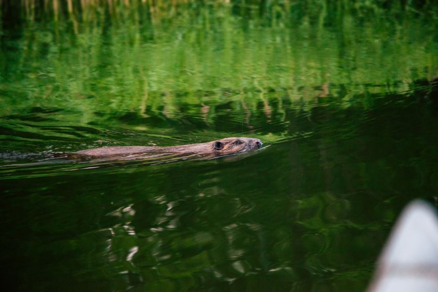 Beaver safari
Kanadyjkowe beaver safari na szkierach.
Słowa kluczowe: szkiery, szwecja