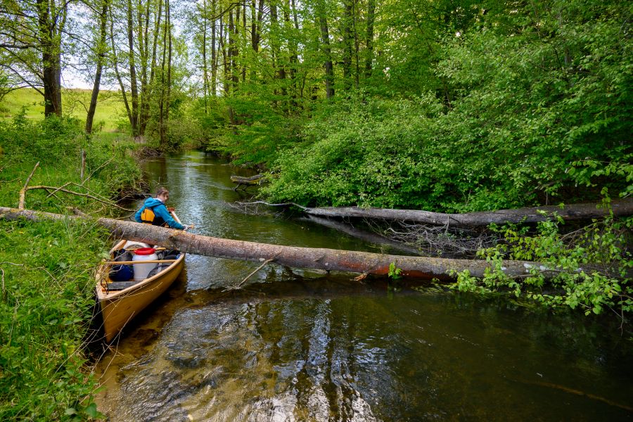 Wierzyca bywa zwałkowa
Słowa kluczowe: Wierzyca