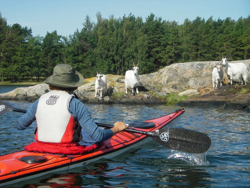 NIECODZIENNE SPOTKANIE NA SZKIERACH
fot. Adam Grzegorzewski
NIECODZIENNE SPOTKANIE NA SZKIERACH, Archipelag Sztokholmski, sierpień 2008.
Słowa kluczowe: szkiery